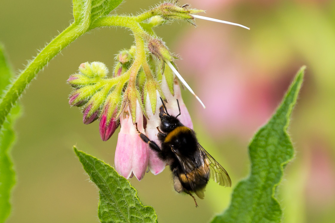 "Bumblebee on Comfrey Flower" stock image