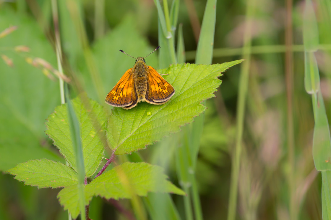 "Large Skipper Butterfly" stock image