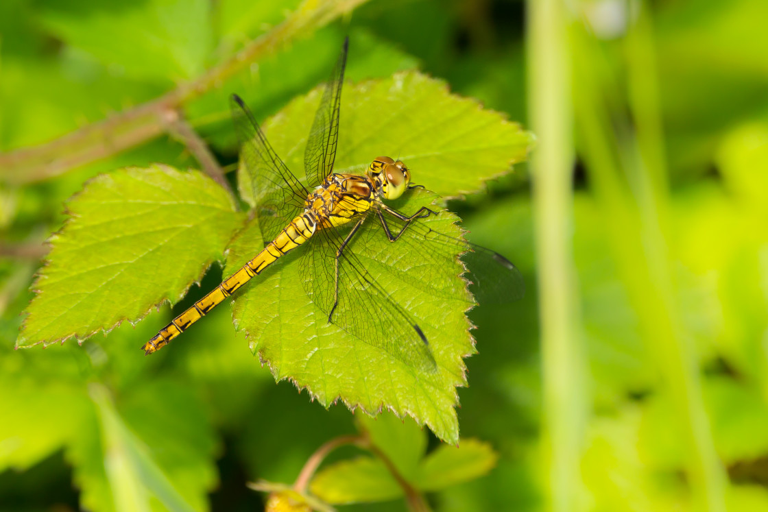 "Common Darter" stock image