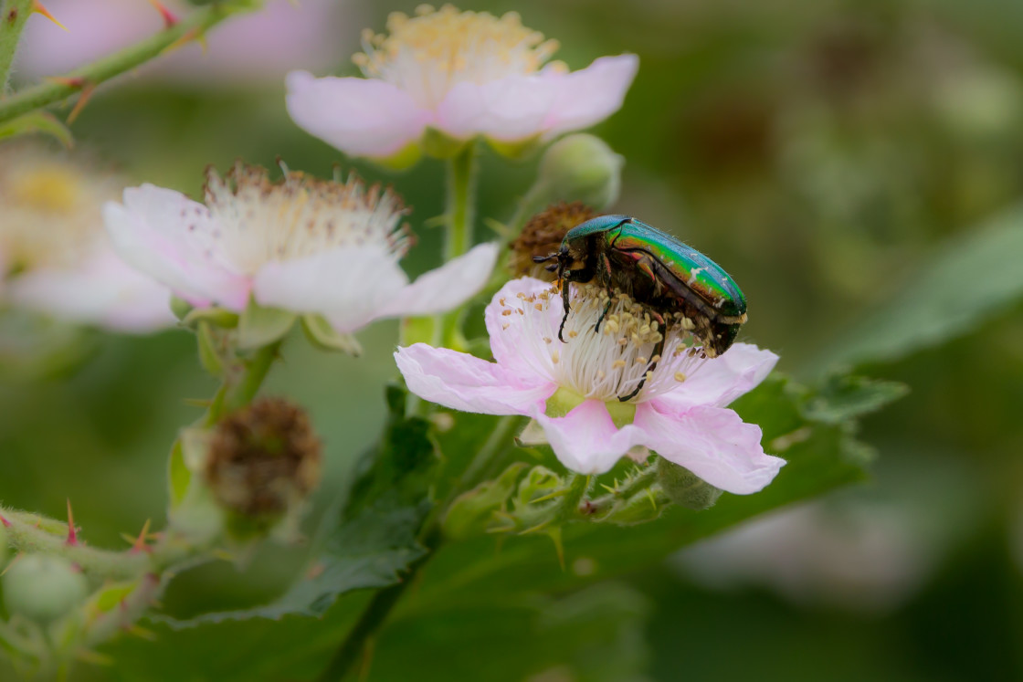 "Rose Chafer Beetle" stock image