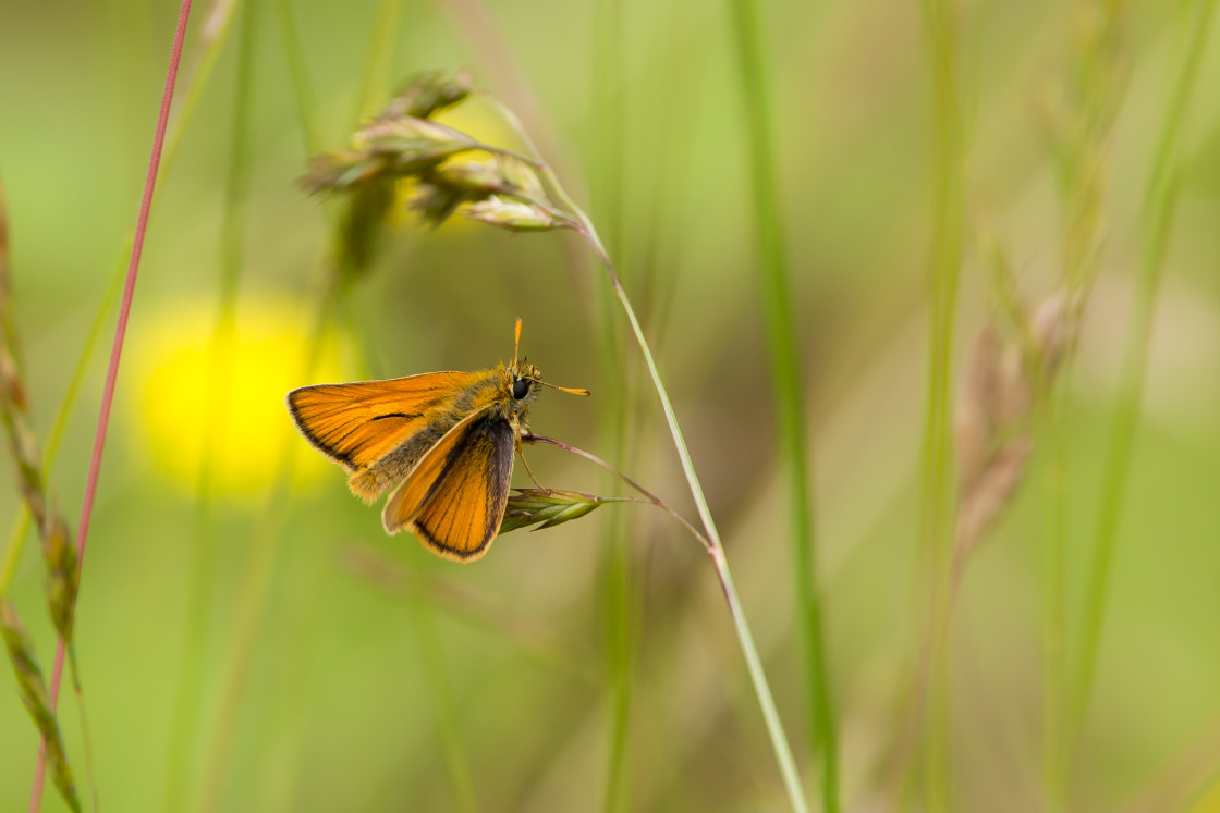 "Small Skipper Butterfly" stock image