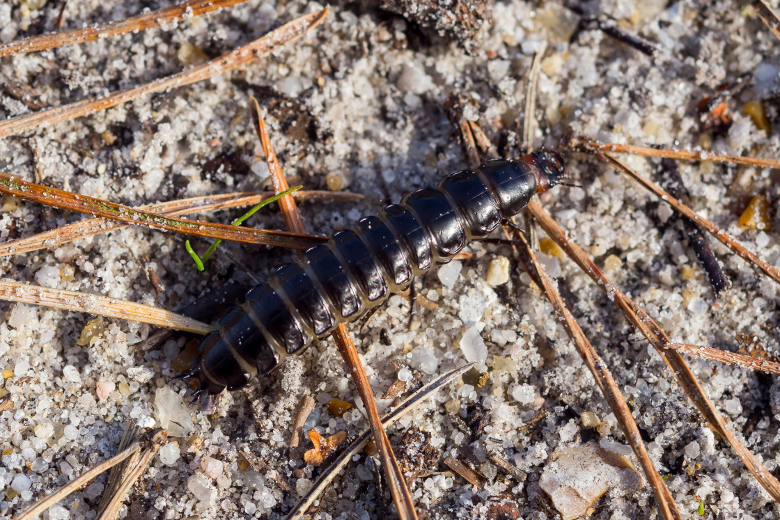 "Carabus Ground Beetle Larva" stock image