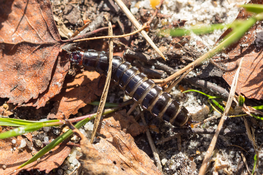 "Carabus Ground Beetle Larva" stock image