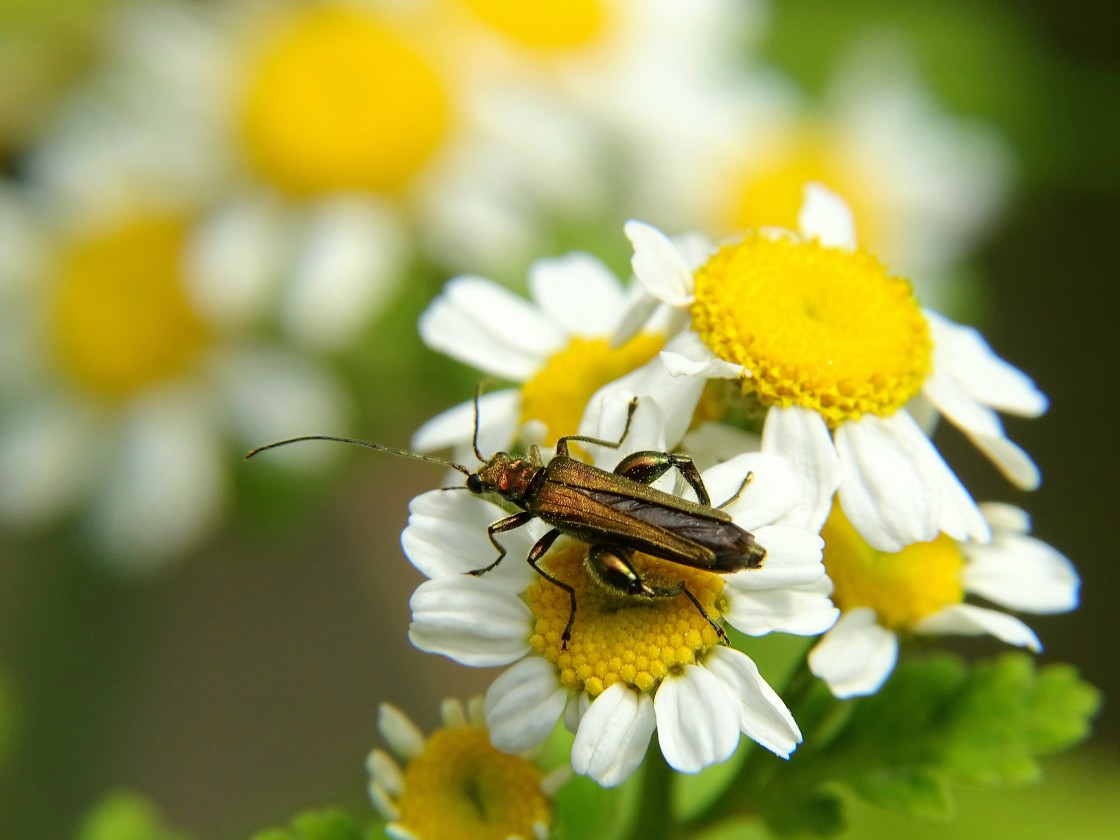 "Longhorn on flower head" stock image