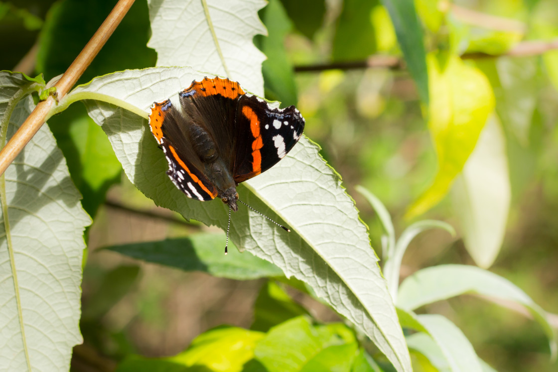 "Red Admiral butterfly" stock image