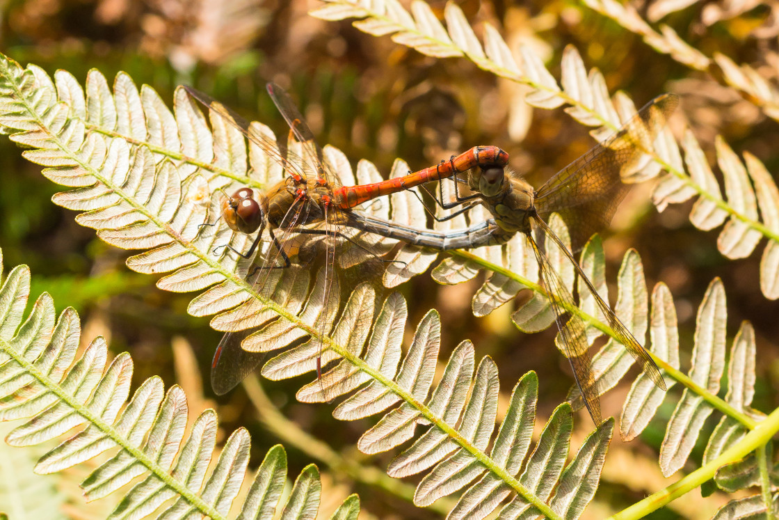 "Common Darter Dragonfly Pairing" stock image