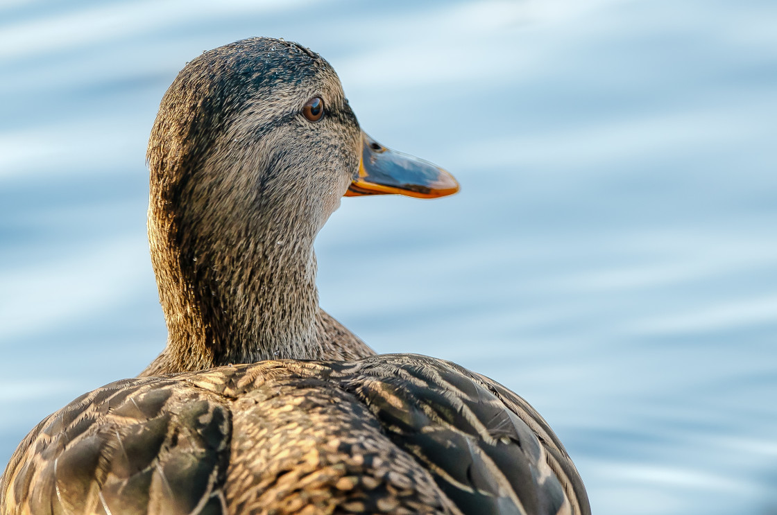 "Mallard" stock image