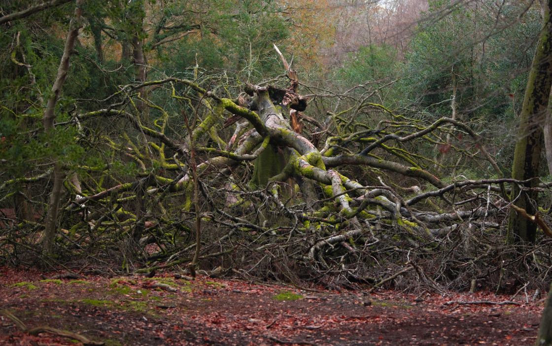 "Fallen" stock image