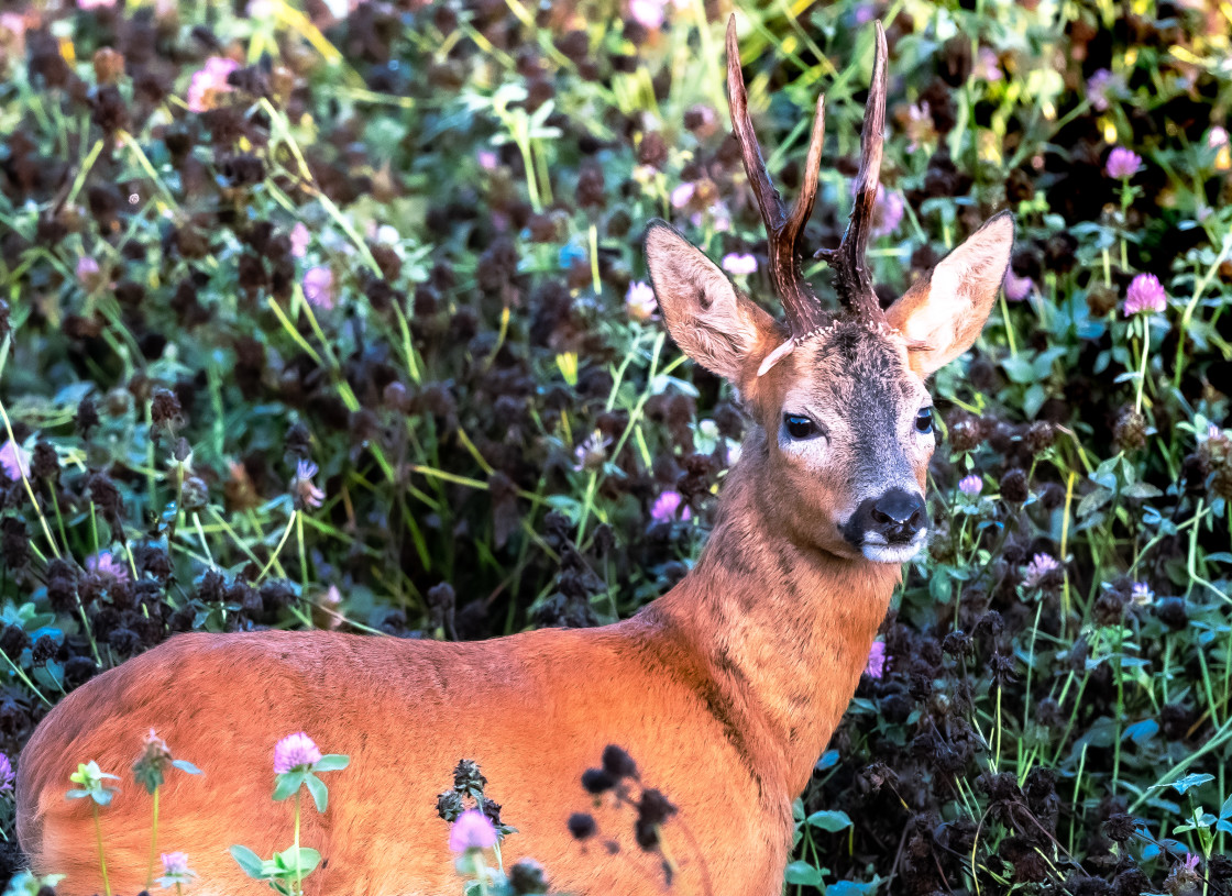 "Waking Deer." stock image