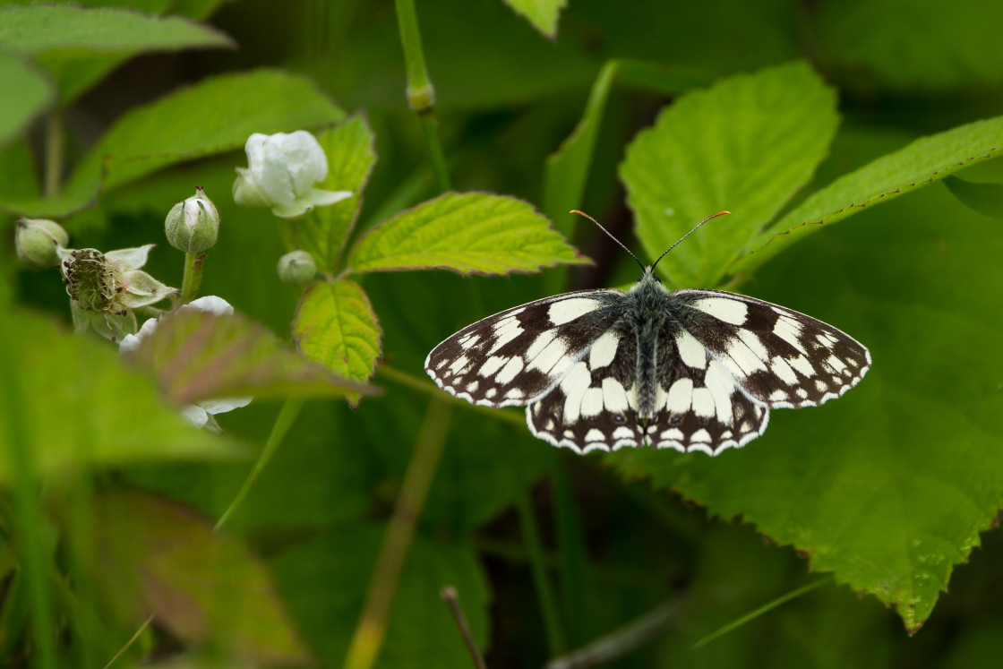 "Marbled White Butterfly" stock image