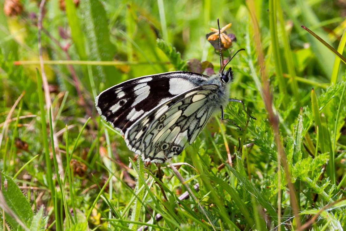 "Marbled White Butterfly" stock image