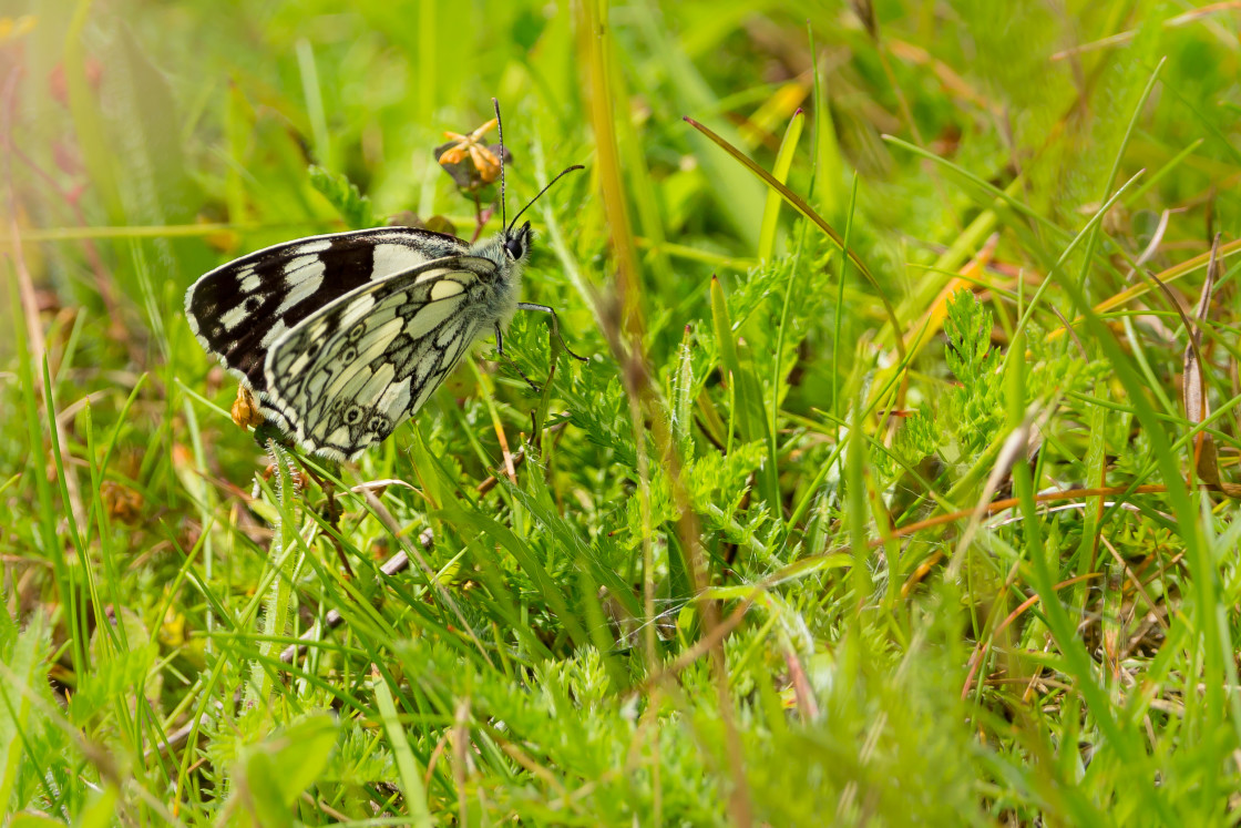 "Marbled White Butterfly" stock image