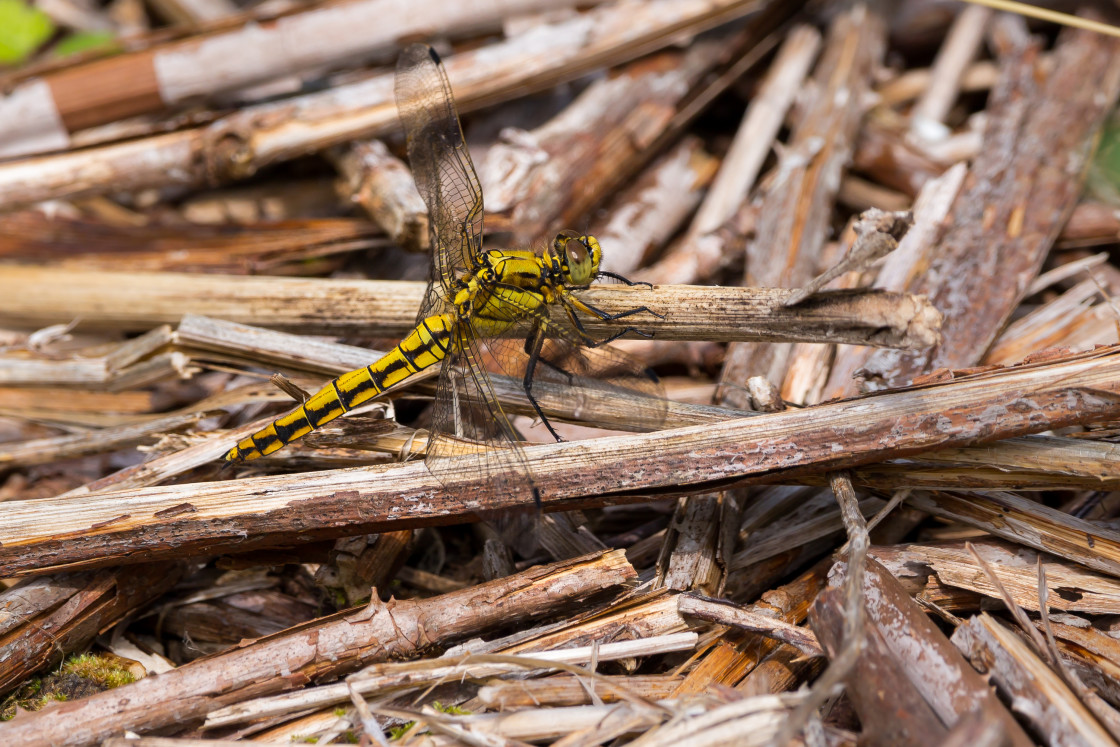 "Female Black-tailed Skimmer" stock image