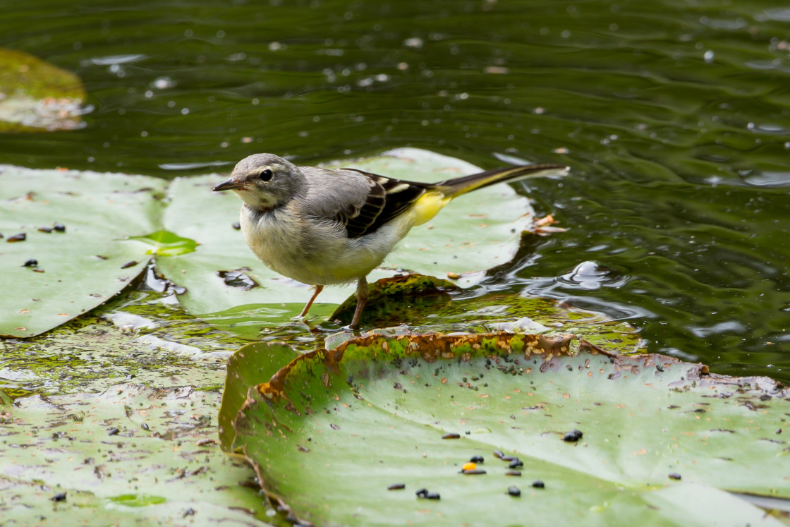 "Grey Wagtail" stock image