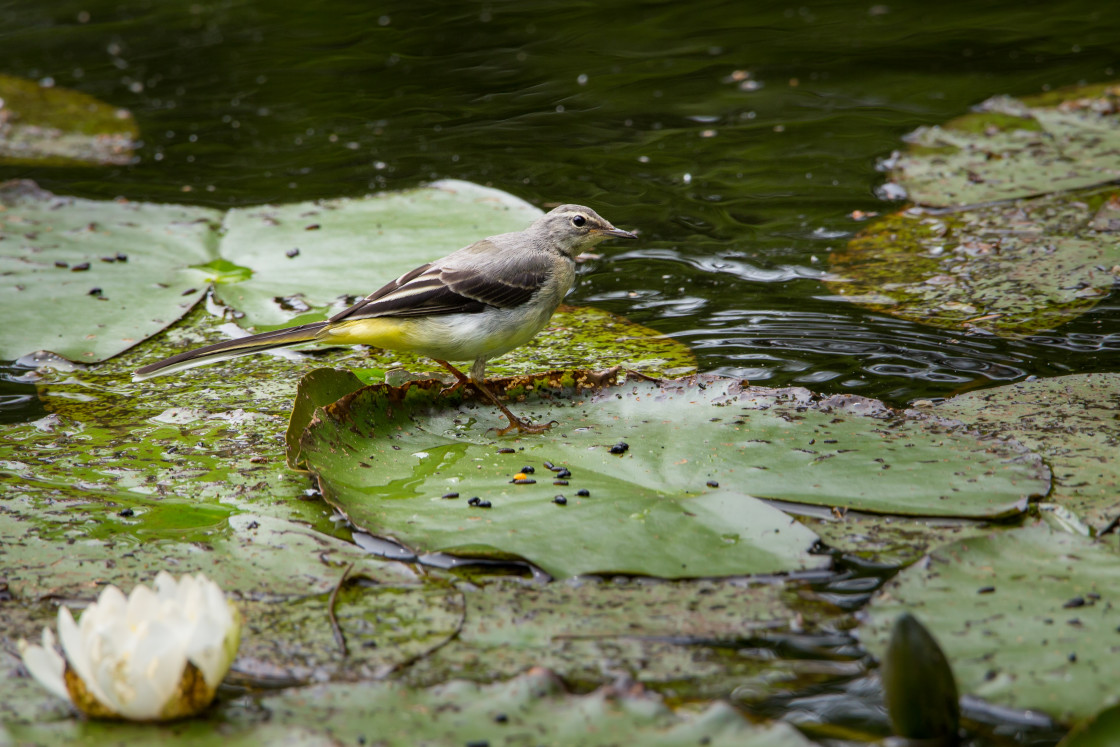 "Grey Wagtail" stock image