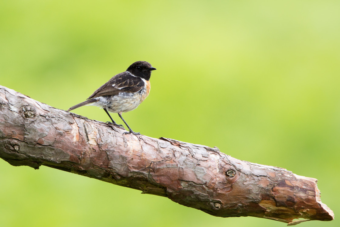 "Male Stonechat Bird" stock image