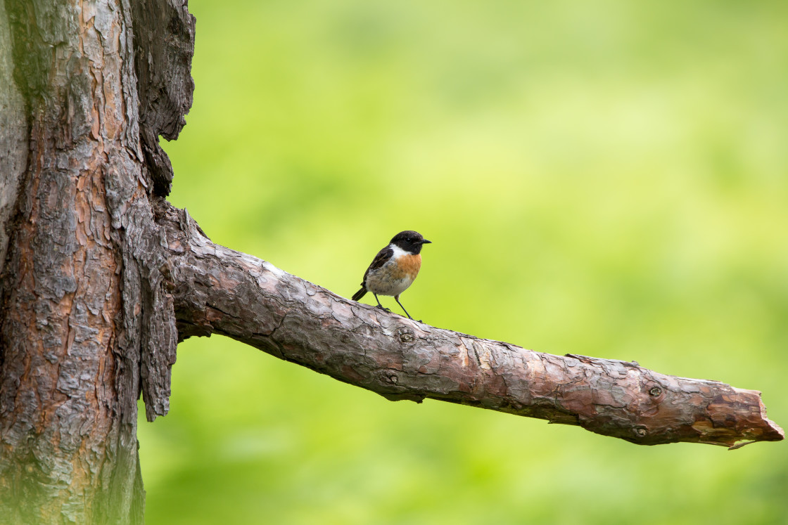 "Male Stonechat Bird" by Gordon England - $12.70 "Male Stonechat Bird" stock image