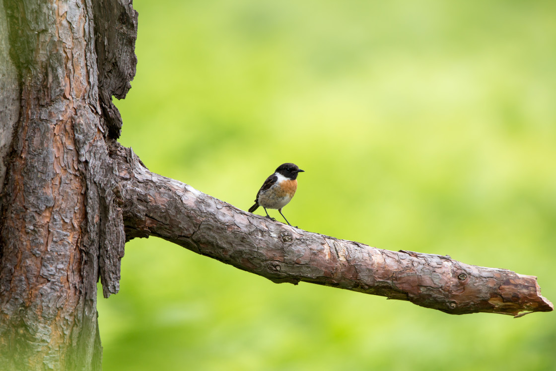 "Male Stonechat Bird" stock image