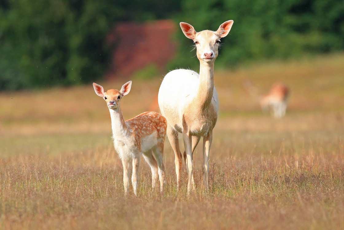 "Fallow Doe & Fawn" stock image