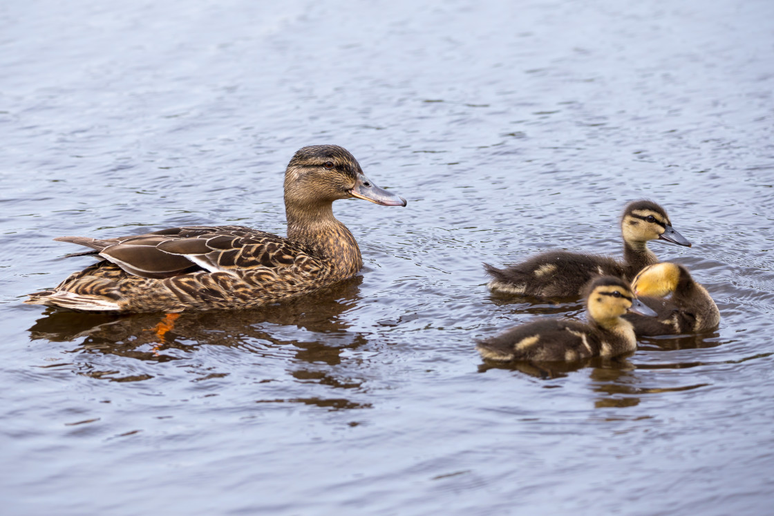 "Mallard Duck with Ducklings" stock image