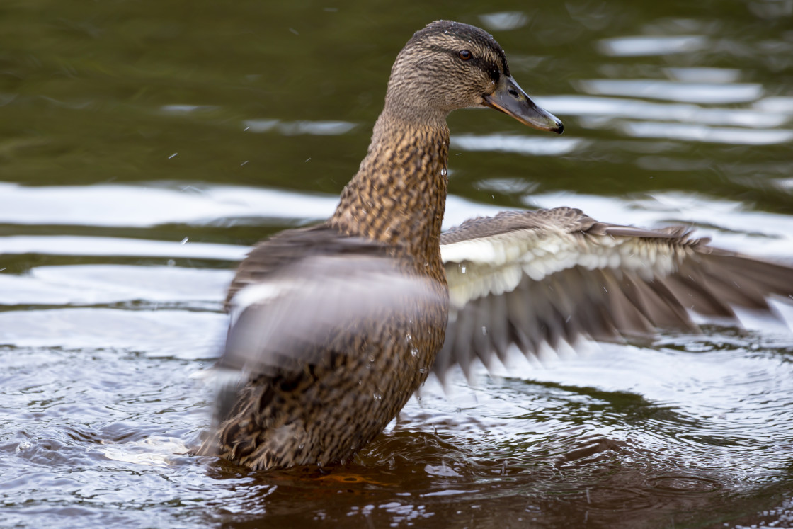 "Mallard Duck" stock image