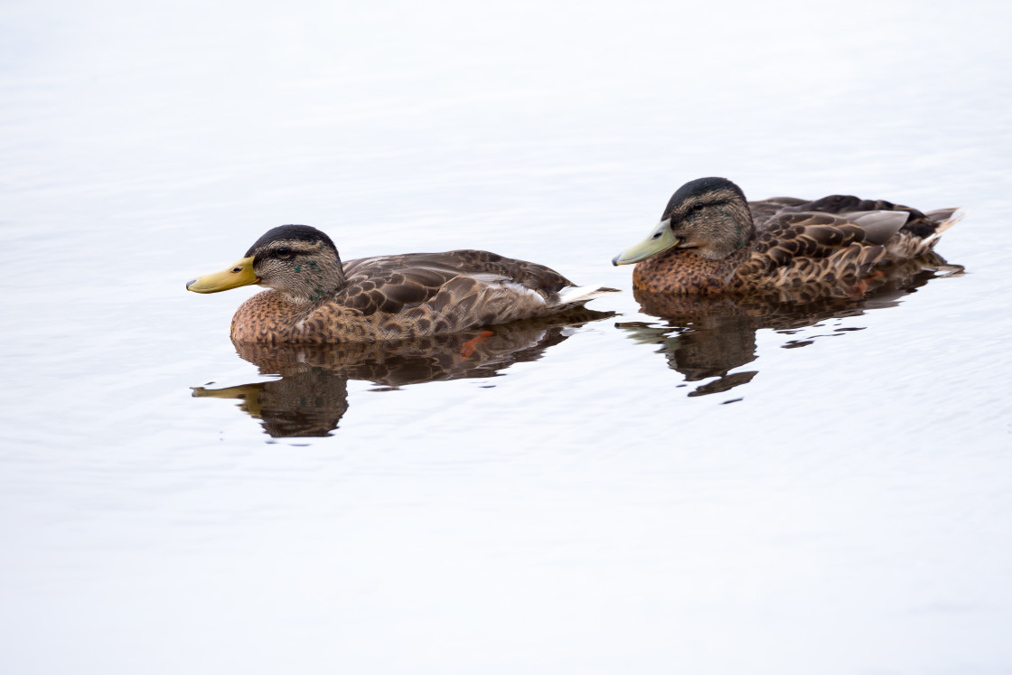 "Juvenile Mallard Ducks" stock image