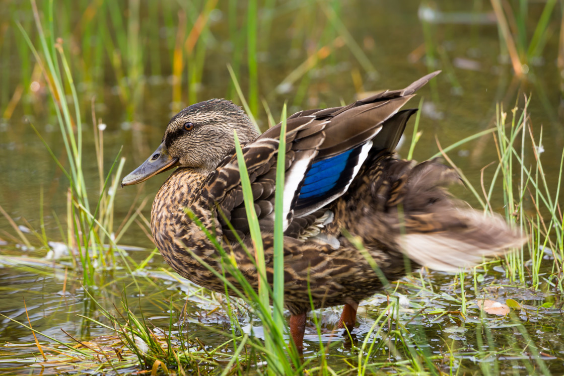 "Mallard Duck Wagging Tail." stock image