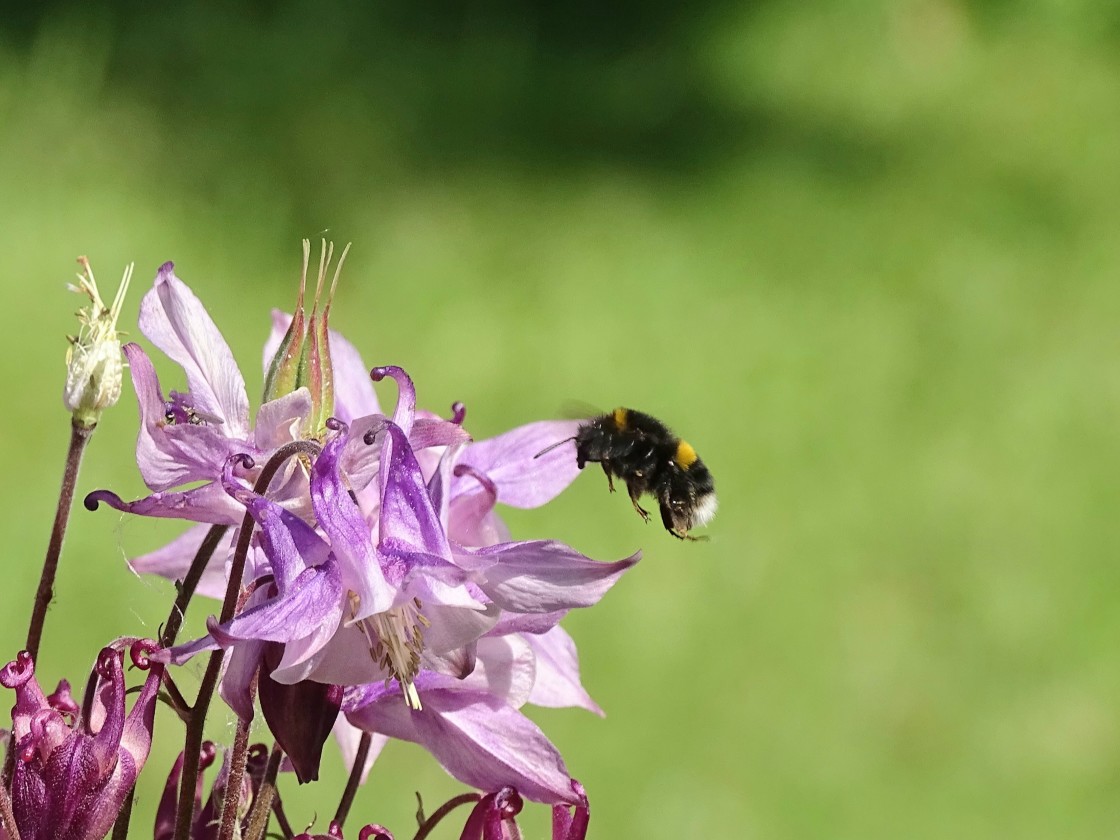 "The Pollinator - he'll be back" stock image