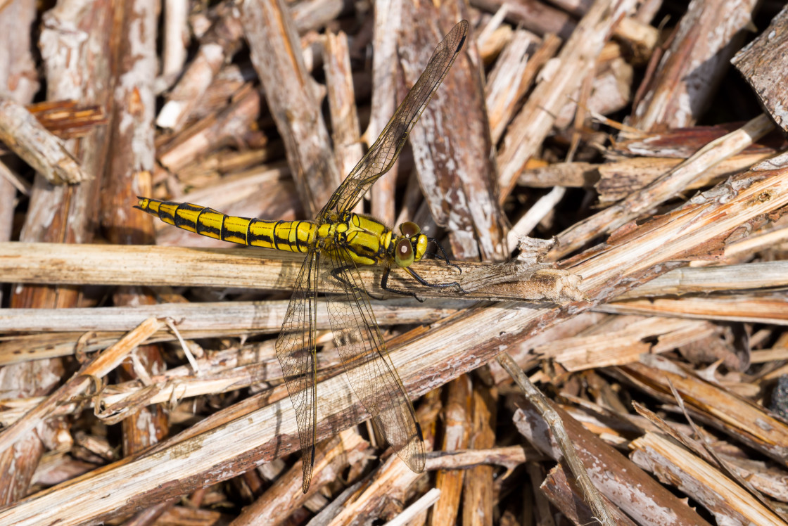 "Black-tailed Skimmer" stock image