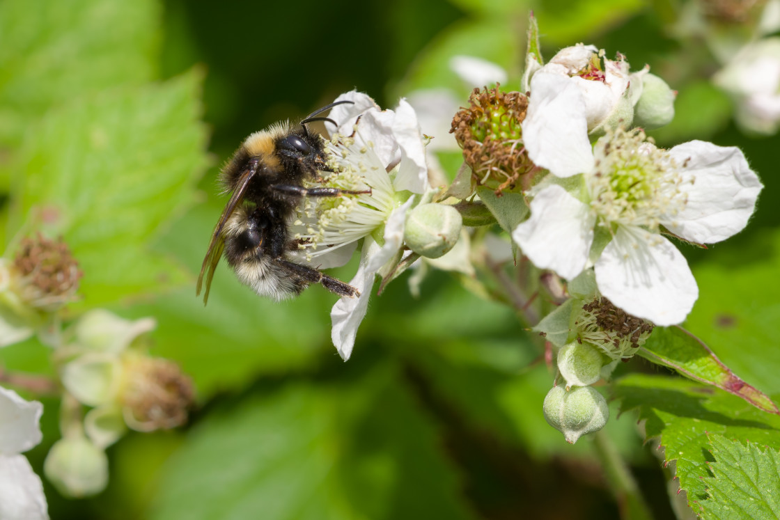 "White-tailed Bumblebee" stock image