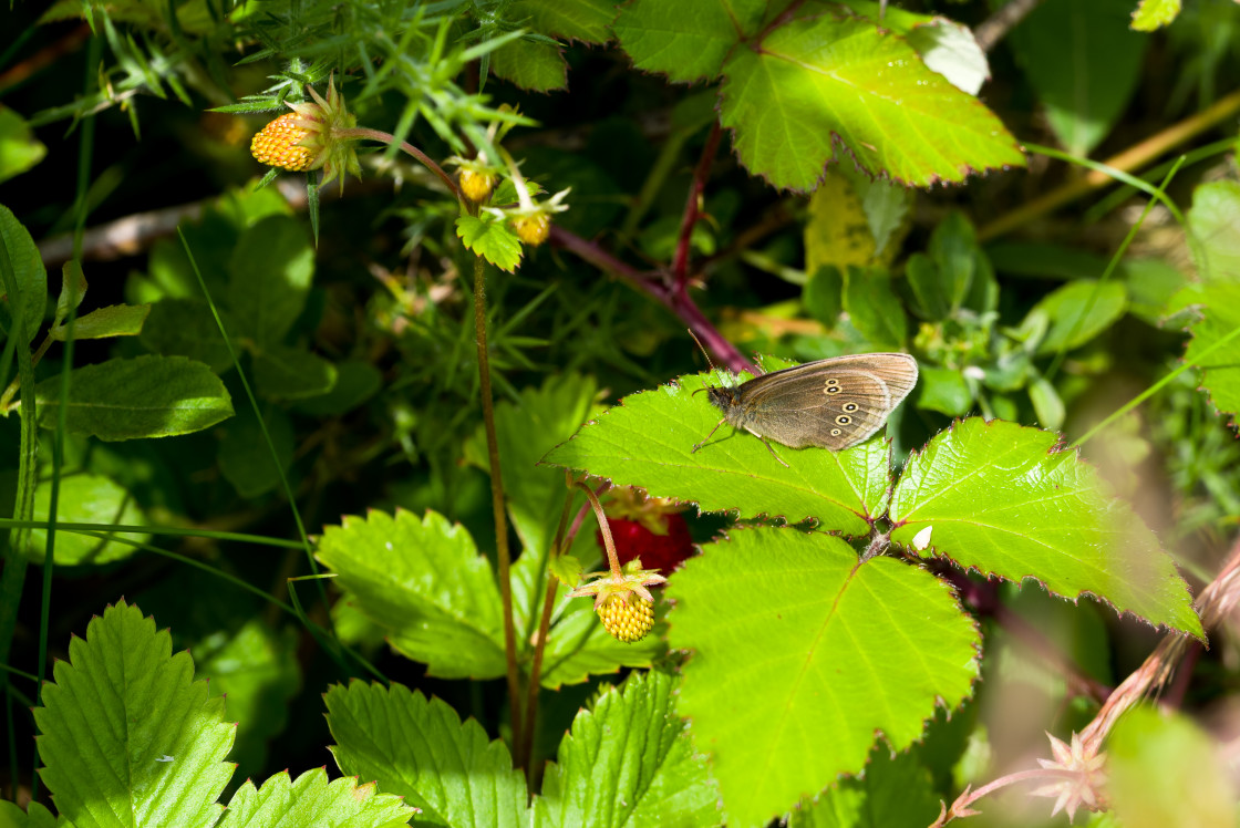 "Ringlet Butterfly" stock image