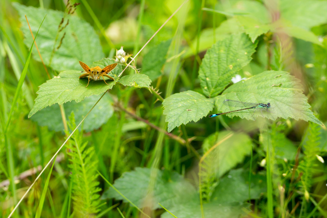 "Large Skipper and Blue-tailed Damselfly" stock image