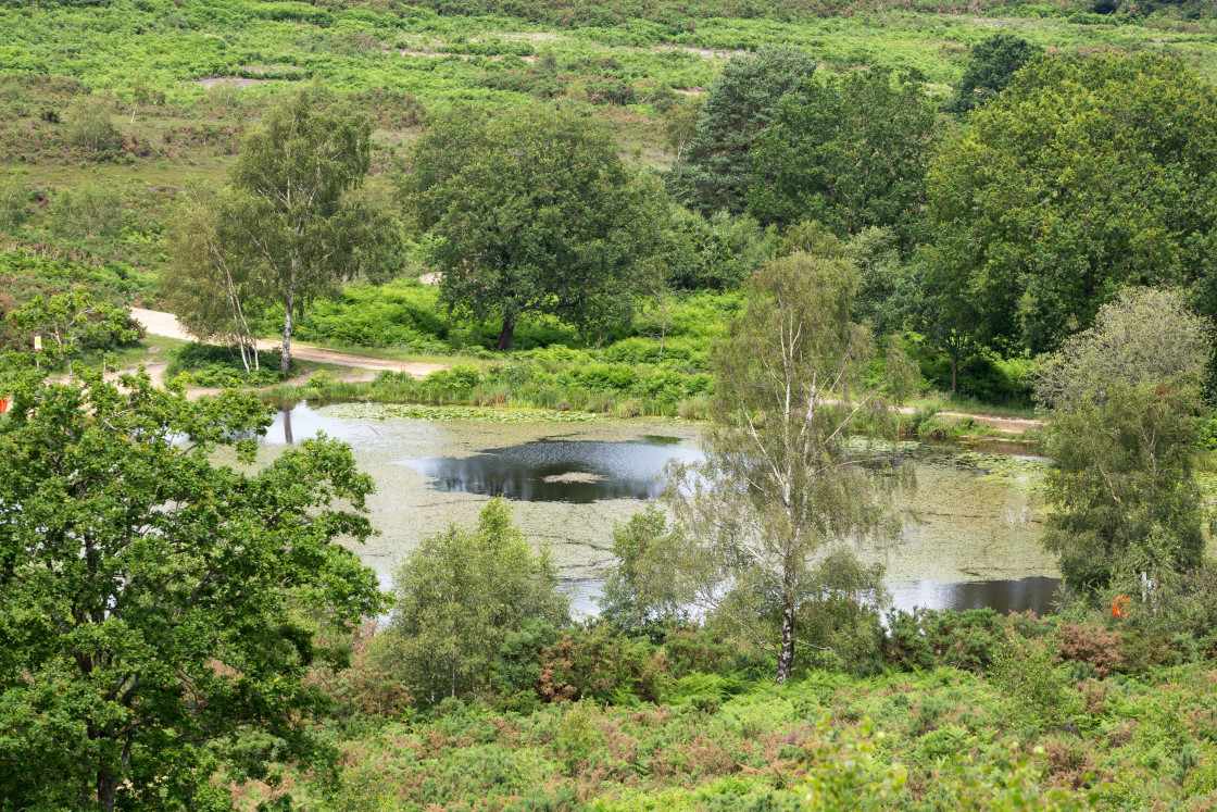 "Caesar's Camp Horse Swimming Pond" stock image