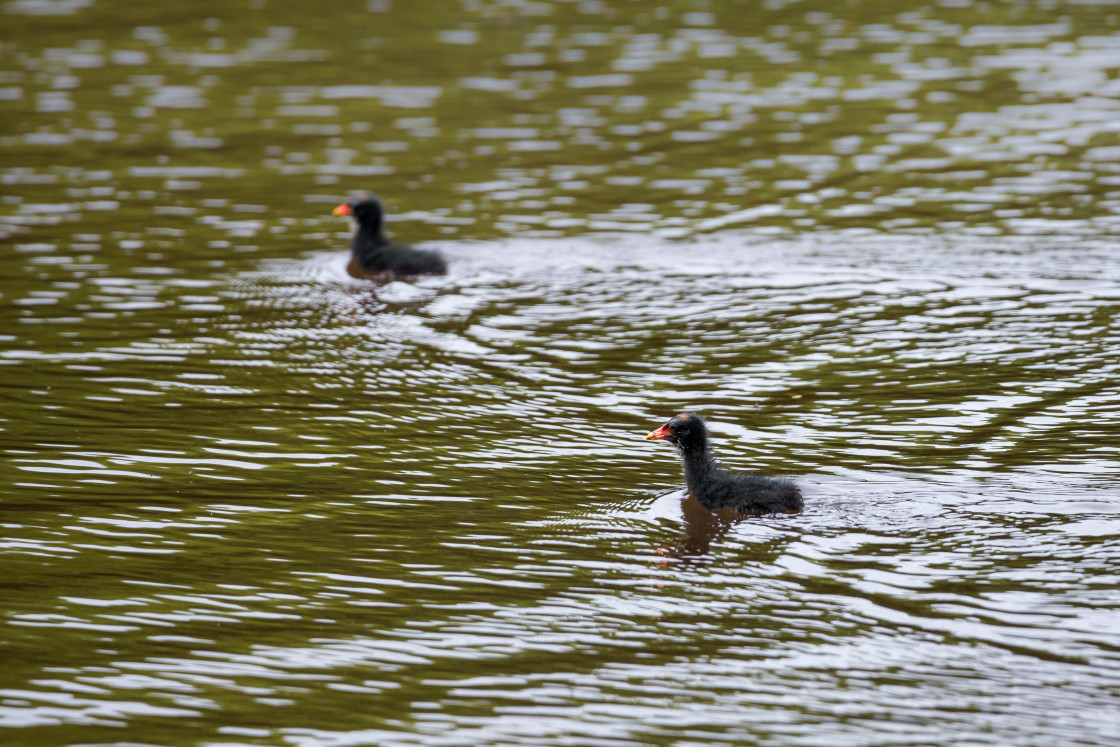 "Moorhen Chicks" stock image