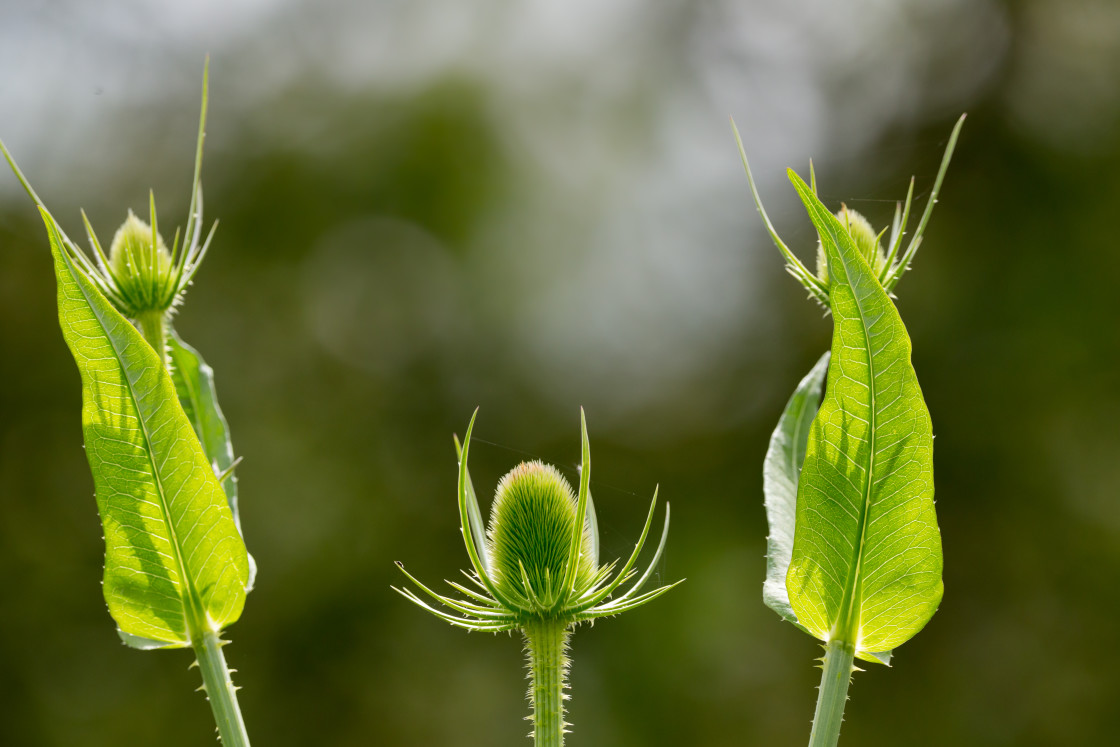 "Teasel Budding" stock image