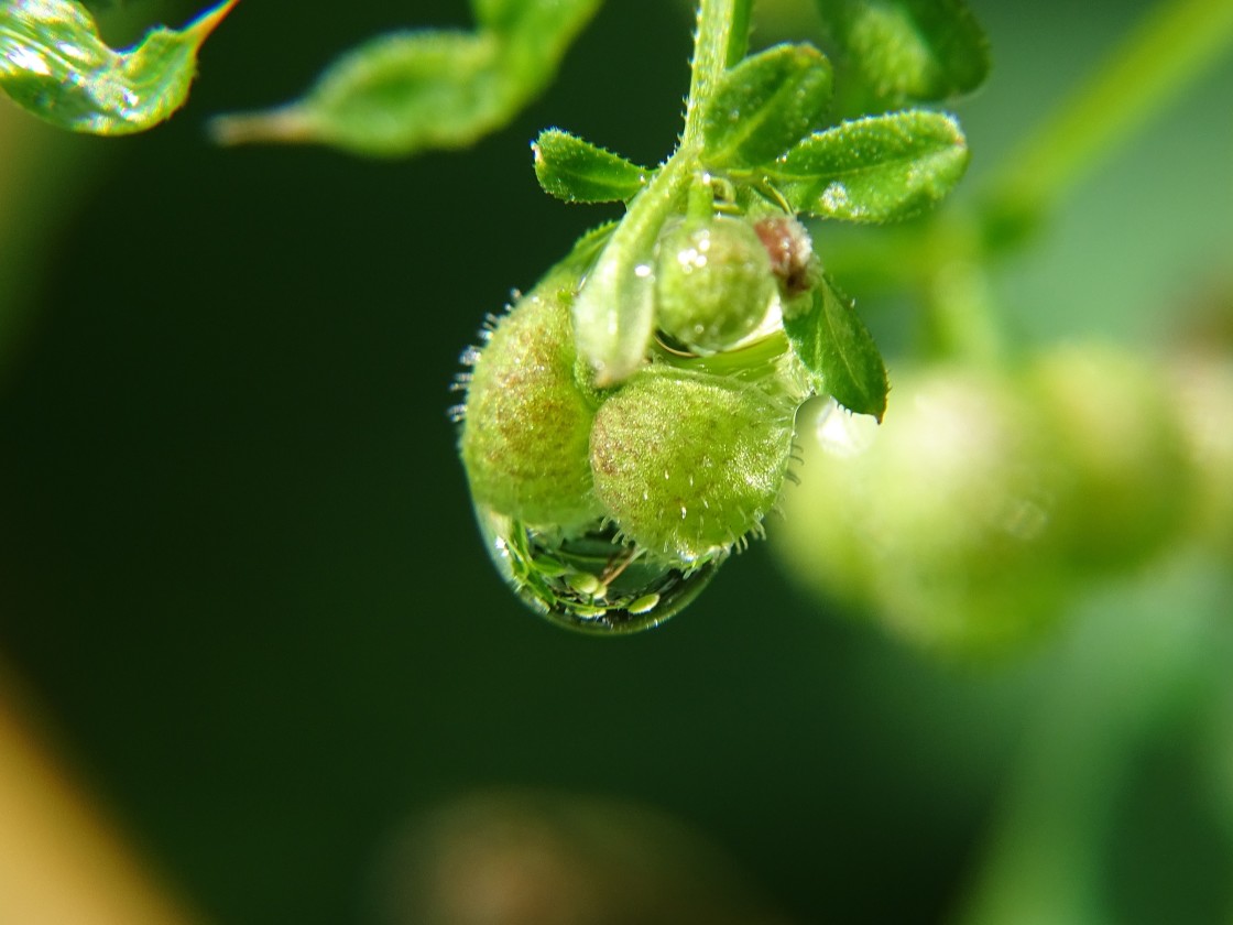 "A drop of rain" stock image