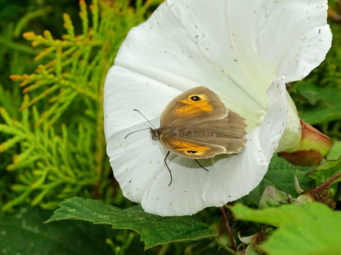 "Meadow Brown" stock image