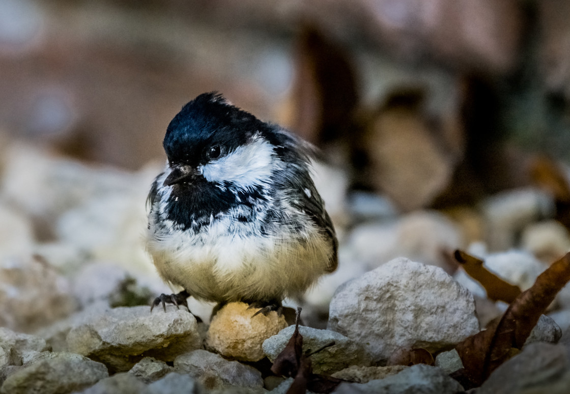 "Young Great Tit." stock image