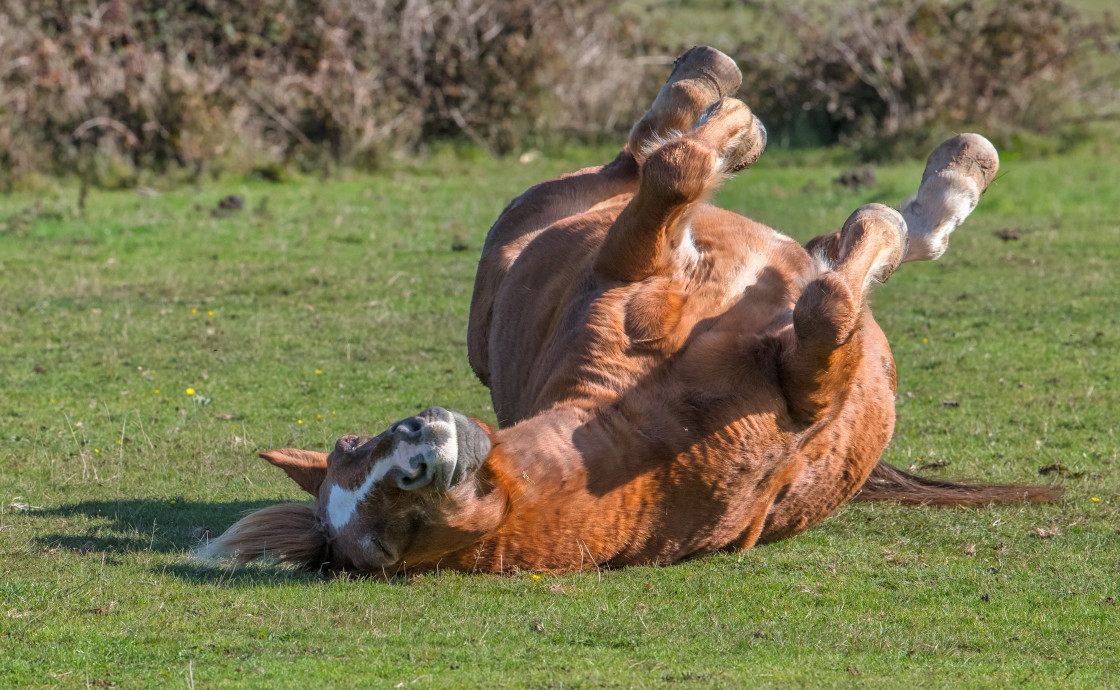 "Scratch that Itch." stock image