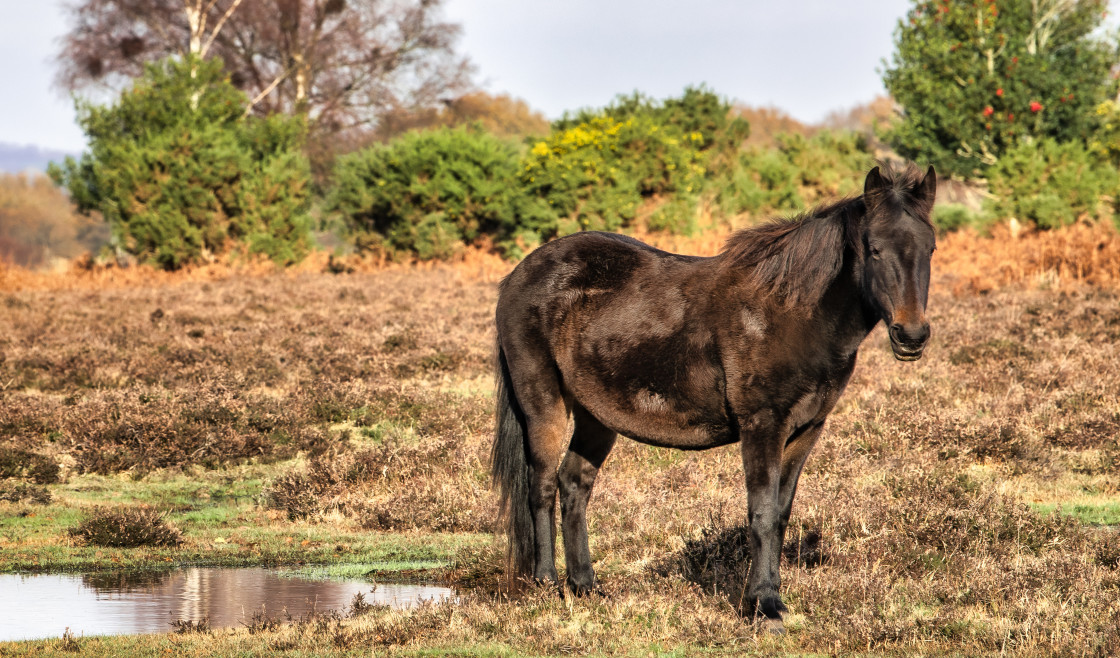 "Healthy New Forest Pony." stock image