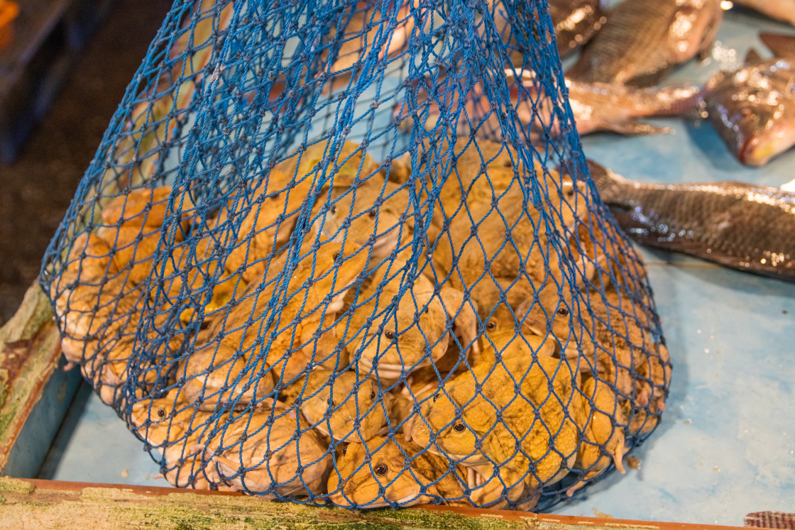 "Frogs for Sale at a Street Food Market in Thailand Southeast Asia" stock image