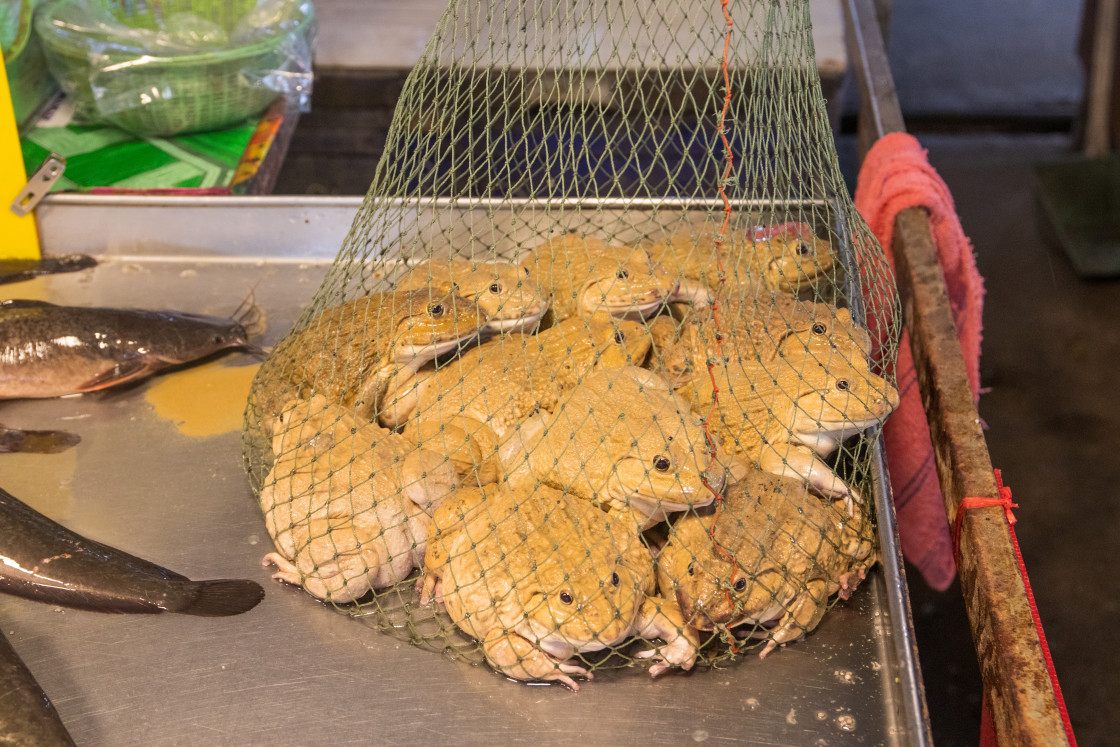 "Frogs for Sale at a Street Food Market in Thailand Southeast Asia" stock image