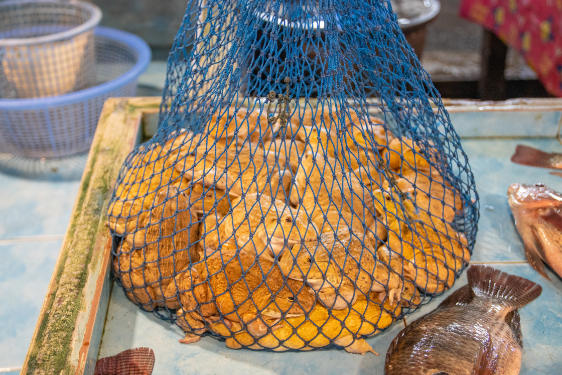 "Frogs for Sale at a Street Food Market in Thailand Southeast Asia" stock image