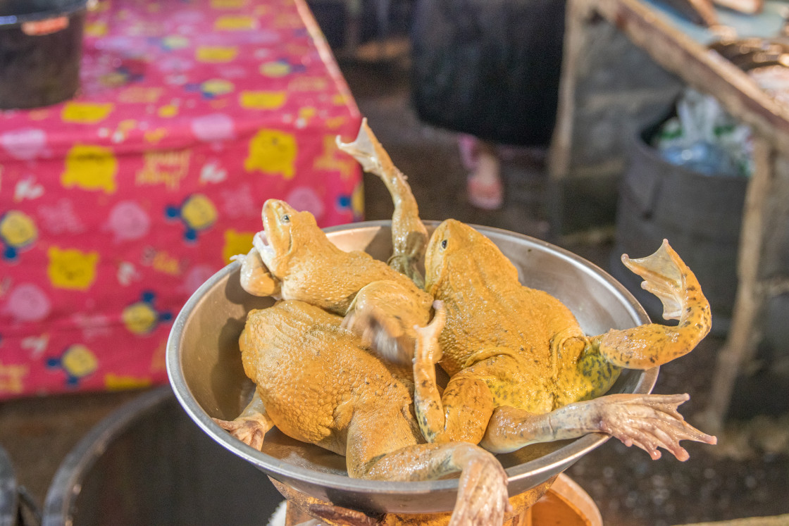 "Frogs for Sale at a Street Food Market in Thailand Southeast Asia" stock image
