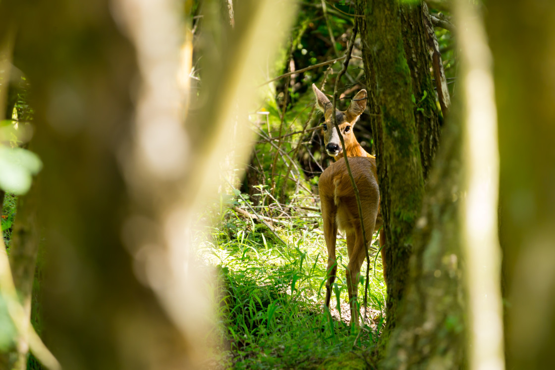 "Roe Deer" by Gordon England - $12.19 "Roe Deer" stock image