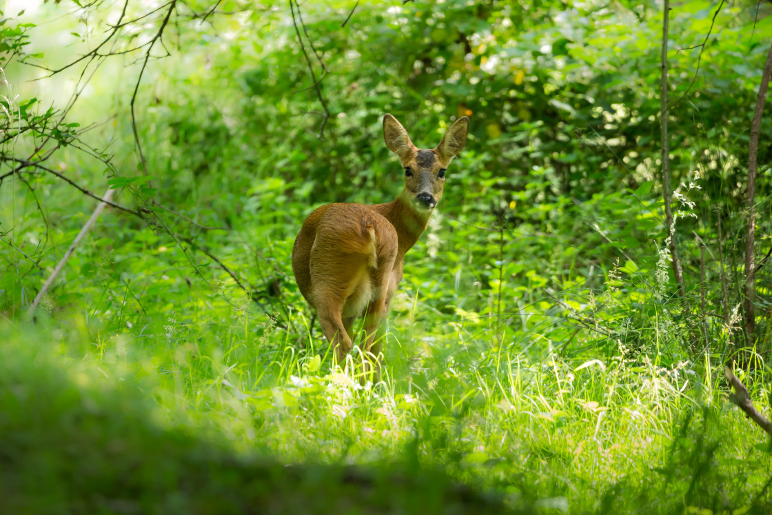 "Roe Deer" stock image