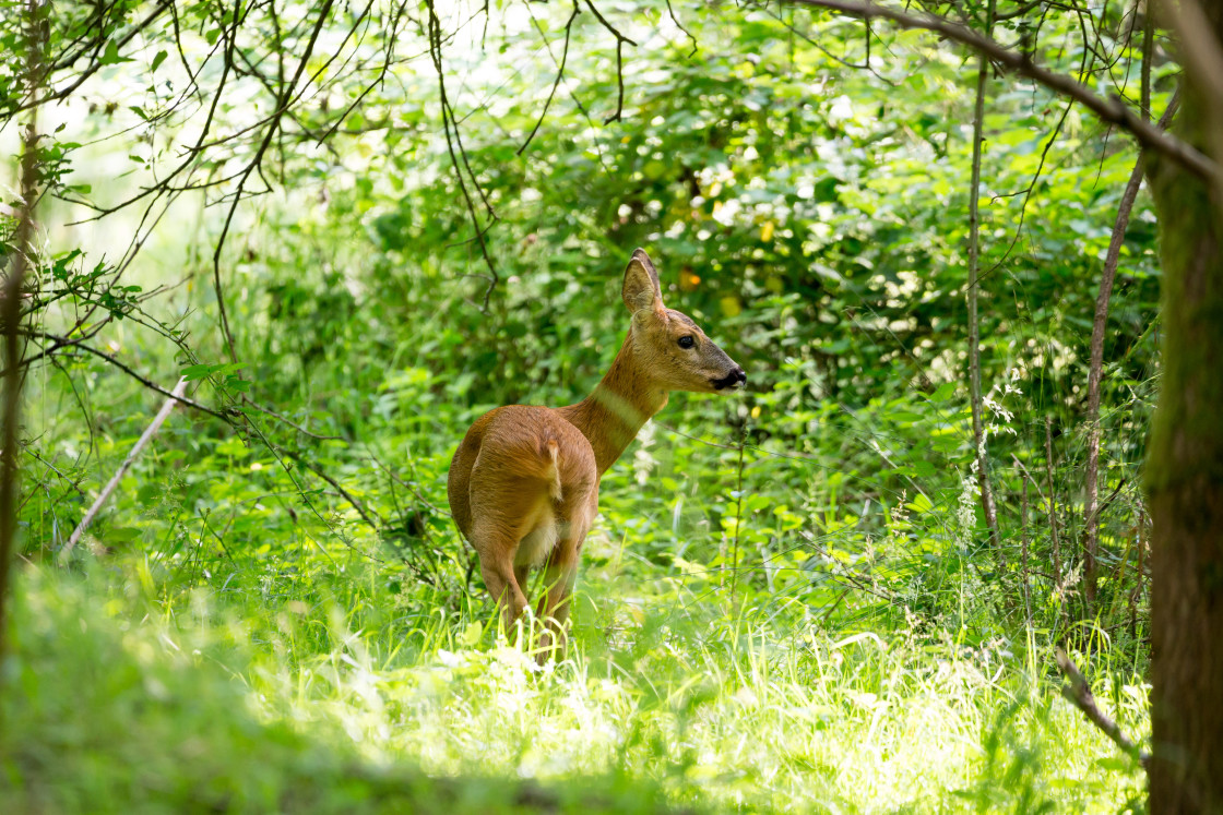 "Roe Deer" stock image