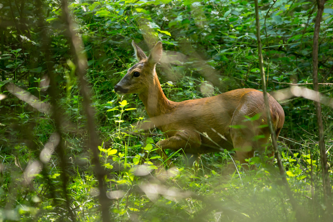 "Roe Deer" stock image