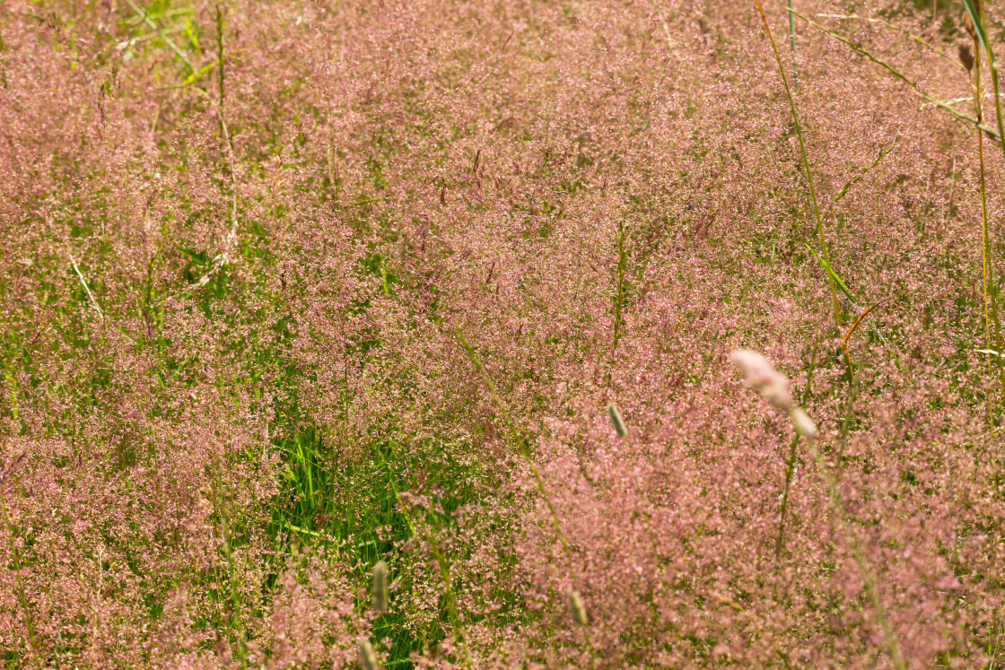 "Wavy Hair-Grass" stock image