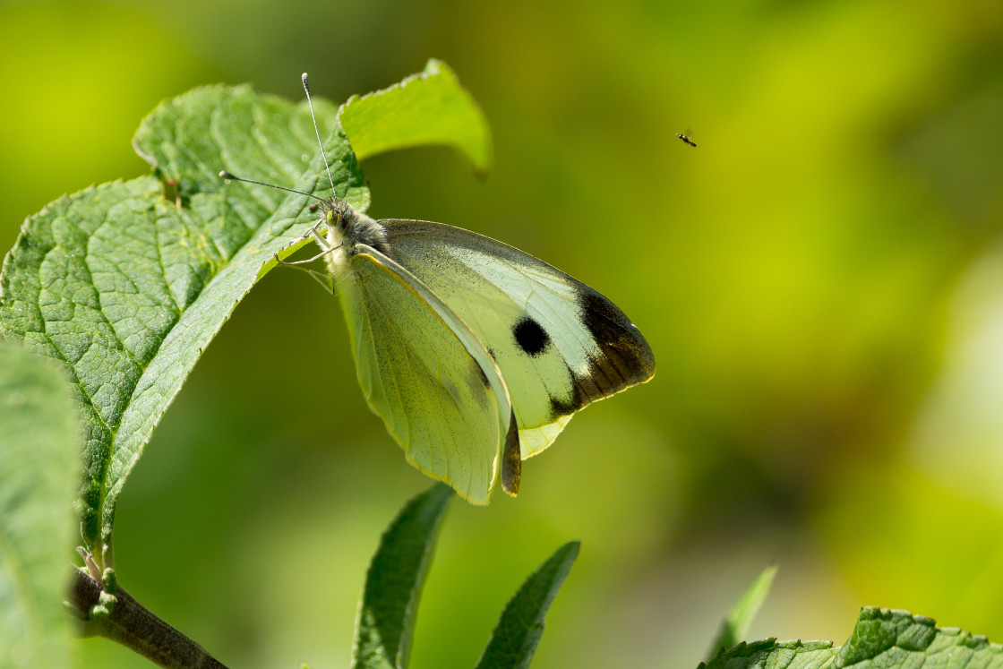 "Large White Butterfly" stock image